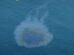 UAE oil spill: oil slick spreading on the sea surface off the coast
